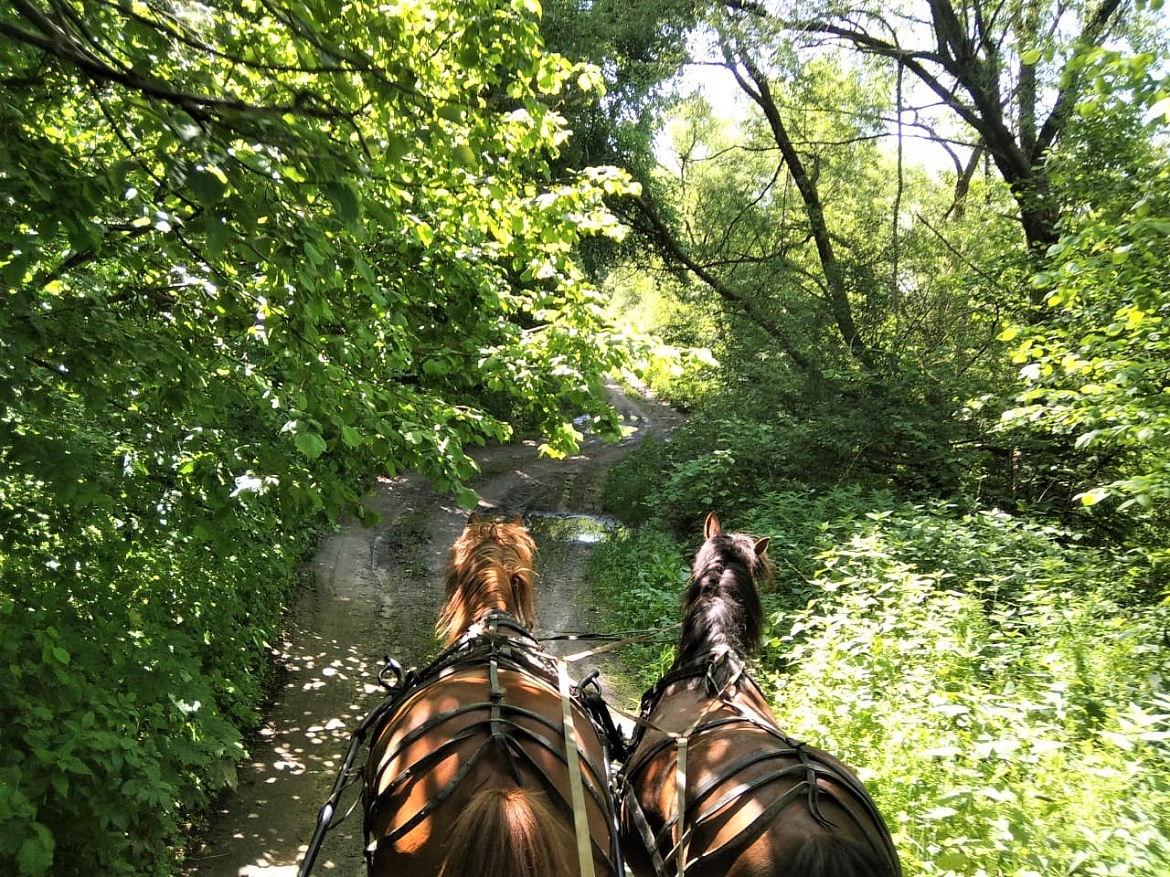 Дети, кони и река